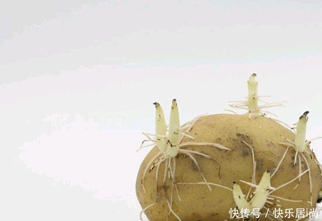 土豆芽能吃吗小贴士教你如何防止他发芽,你可以放心地储存土豆