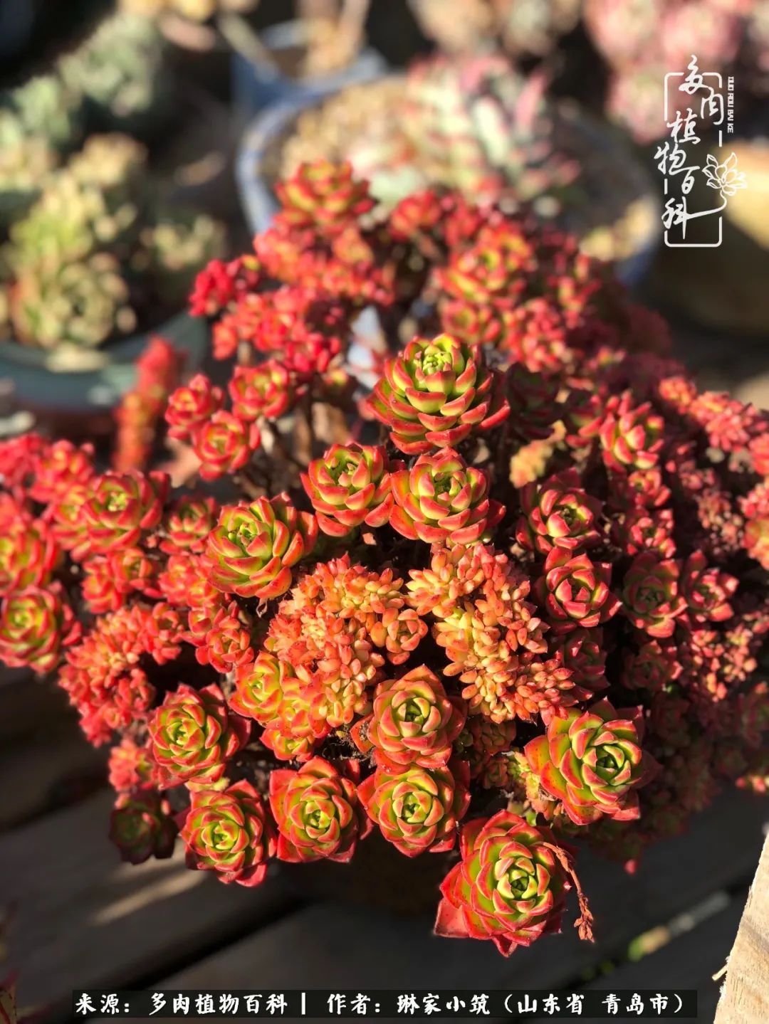 多肉|有史以来最厉害的一场寒潮，治好了我养多肉这些年的“坏毛病”