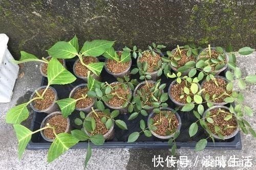 白根|喜欢养花,就要会扦插,学会2种“万能扦插法”,插啥都冒大白根!