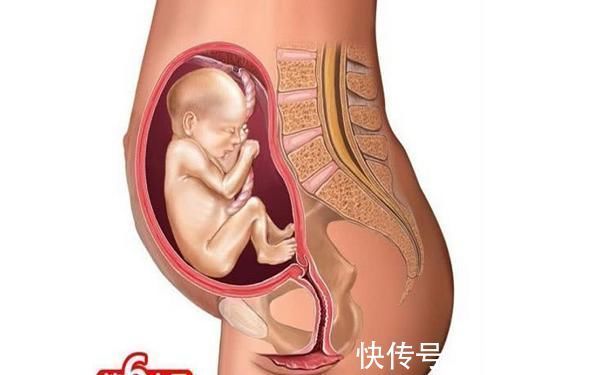 第四个月|胎儿形成的全过程,十张高清组图让你了解生命孕育,感叹妈妈伟大