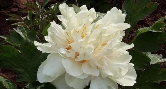 新手养花不如养一盆“白雪塔”,花型饱满,洁白无瑕,适合盆栽养