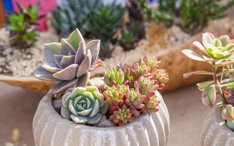 夏天养多肉,记住这三个窍门,轻松养出饱满的多肉