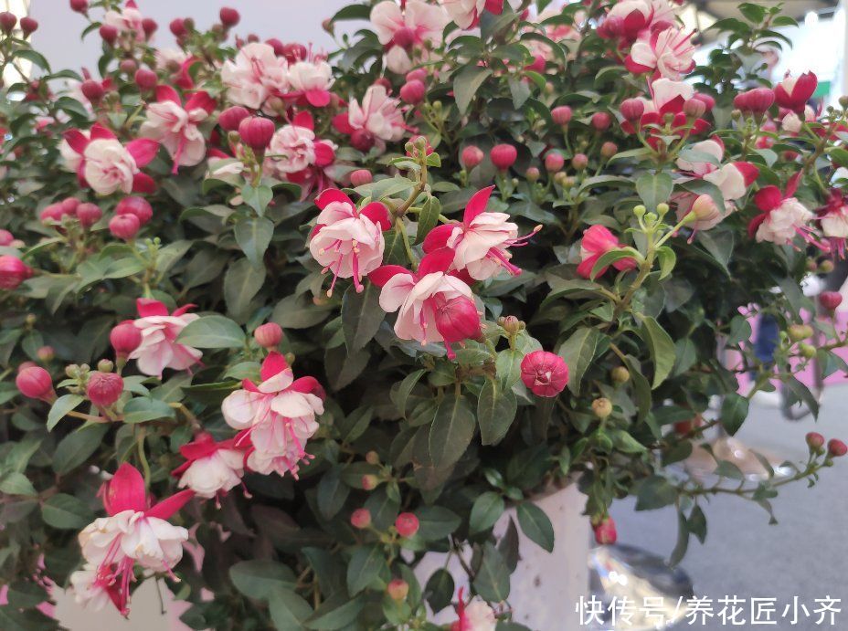 浇水|倒挂金钟如何修剪？想要让它开花多，一年只需剪2次