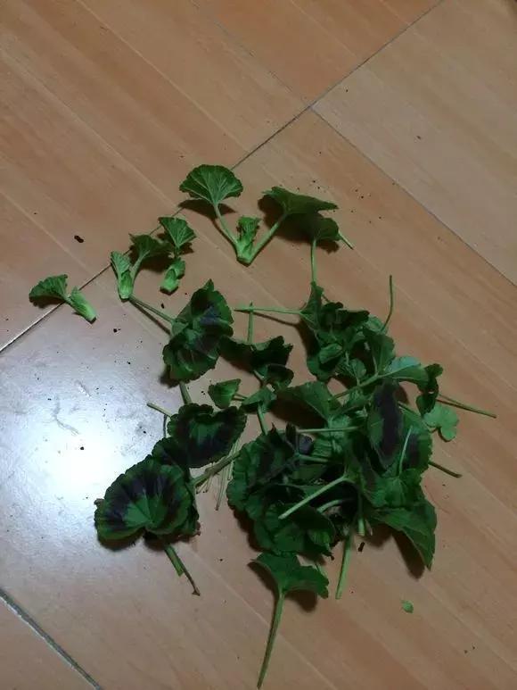 天竺葵度夏|1种花“人人爱”,耐旱好养,新手也能花开成球,一开300天!