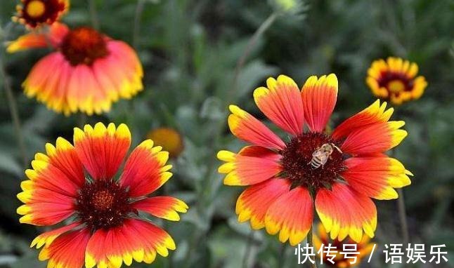 养好天人菊,“2处”是重点,花朵开的旺,枝干强又壮,不爆都难