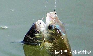 被大鲫鱼独宠的饵,老钓手都在用,大鲫鱼再贵我都不吃