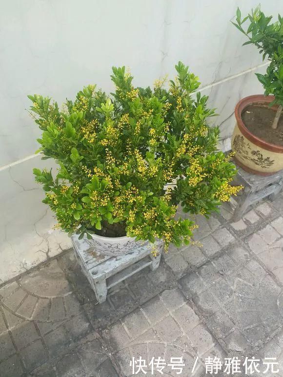 天热了4种花要“剪一剪”,剪1刀,花朵狂冒,花期延长2个月