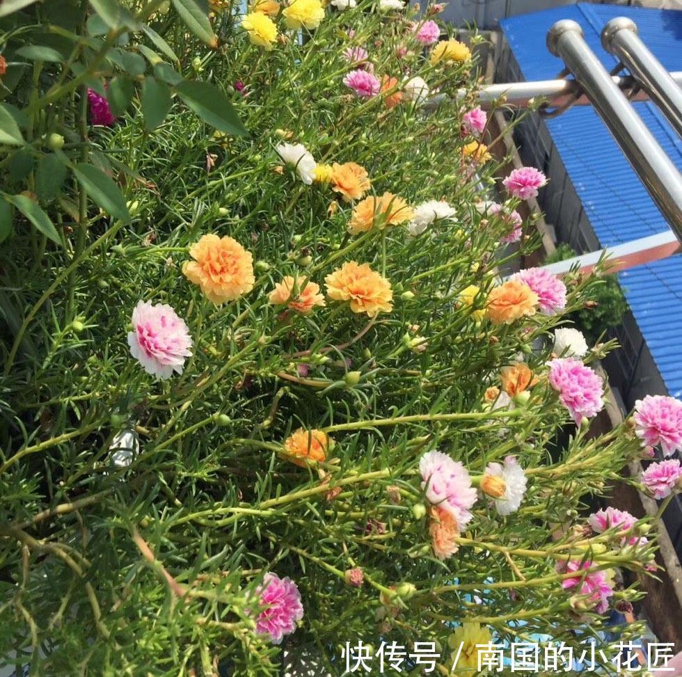 气生根|夏季也可以扦插繁殖的5种花,长根很快简单易活,由少变多