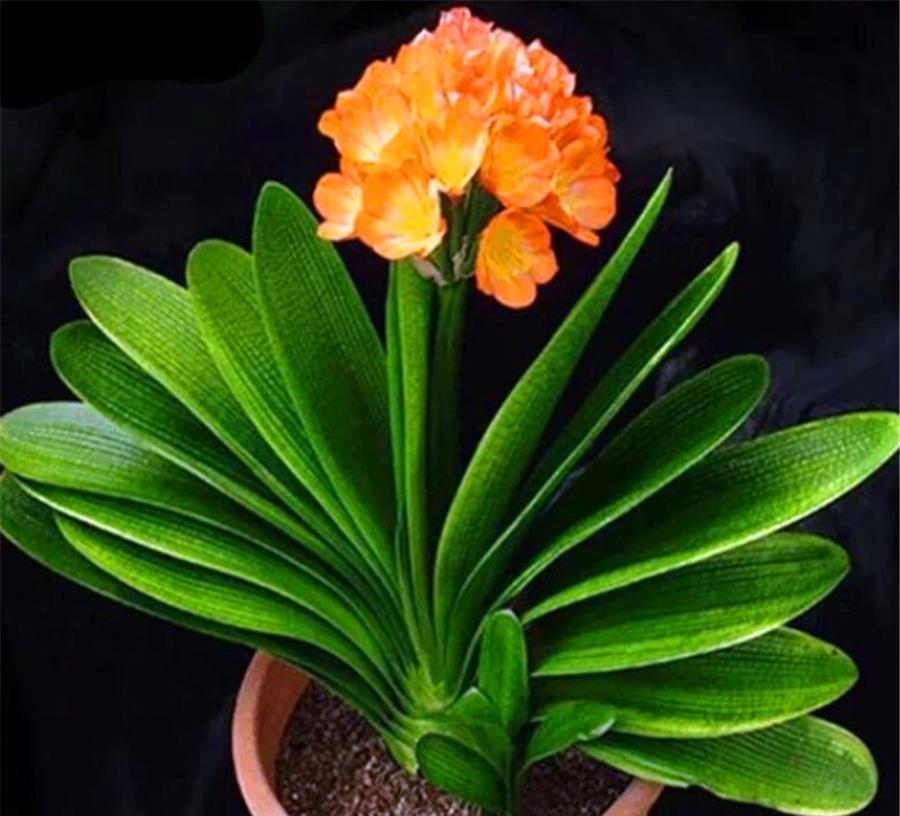 强光|夏天君子兰有5怕，难怪烂根黄叶度夏难，学会了根系茁壮叶子肥