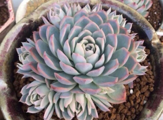 多肉紫罗兰女王如何养教你3个妙招,养出梦幻般的紫罗兰女王