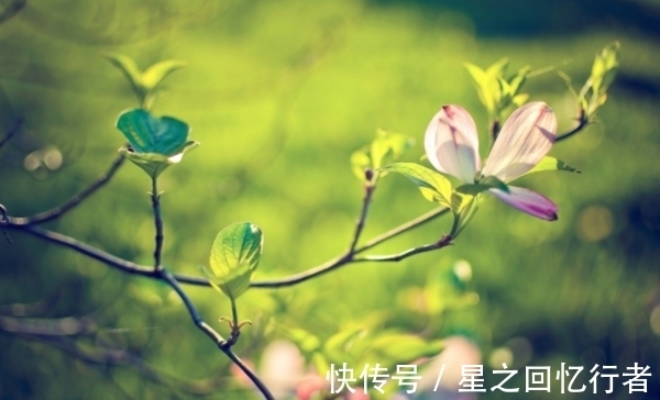 生肖鼠|10月13号后,把握机会,苦尽甘来,阳光总在风雨后,幸福向你招手