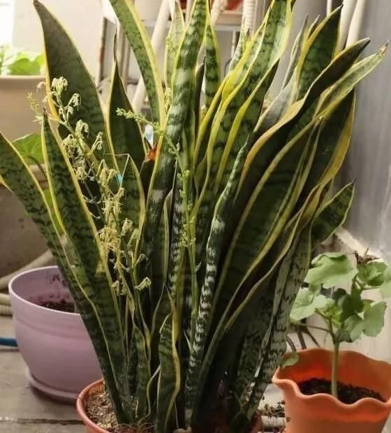 家里养这4种植物,旺财镇宅,净化空气又好看,养一盆特别值