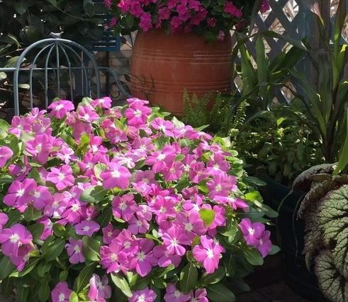 适合家里养的4种花,全年开花不长虫