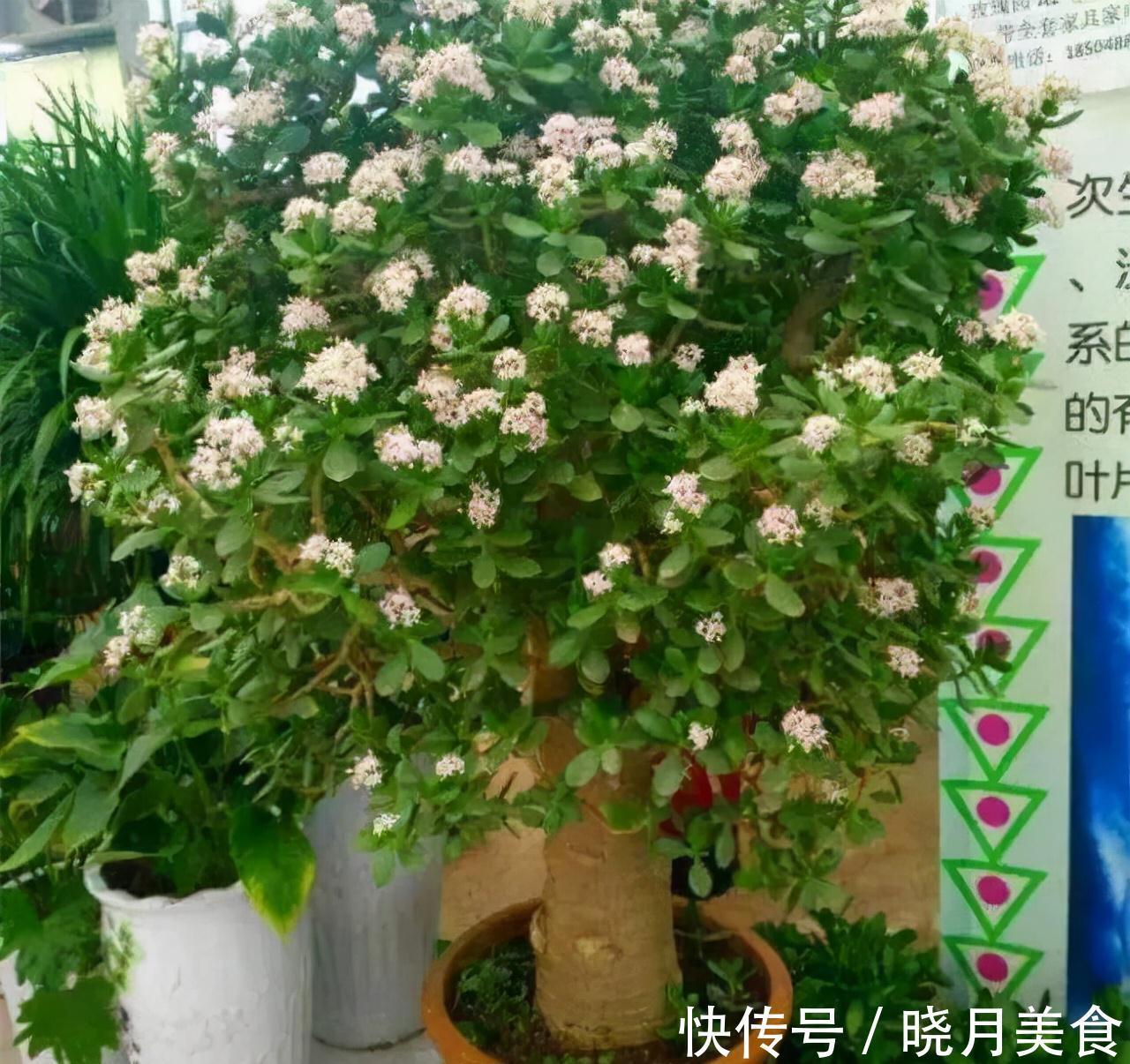 7种大型花,建议在客厅养一盆,吸废气制氧气,还有旺家的好寓意