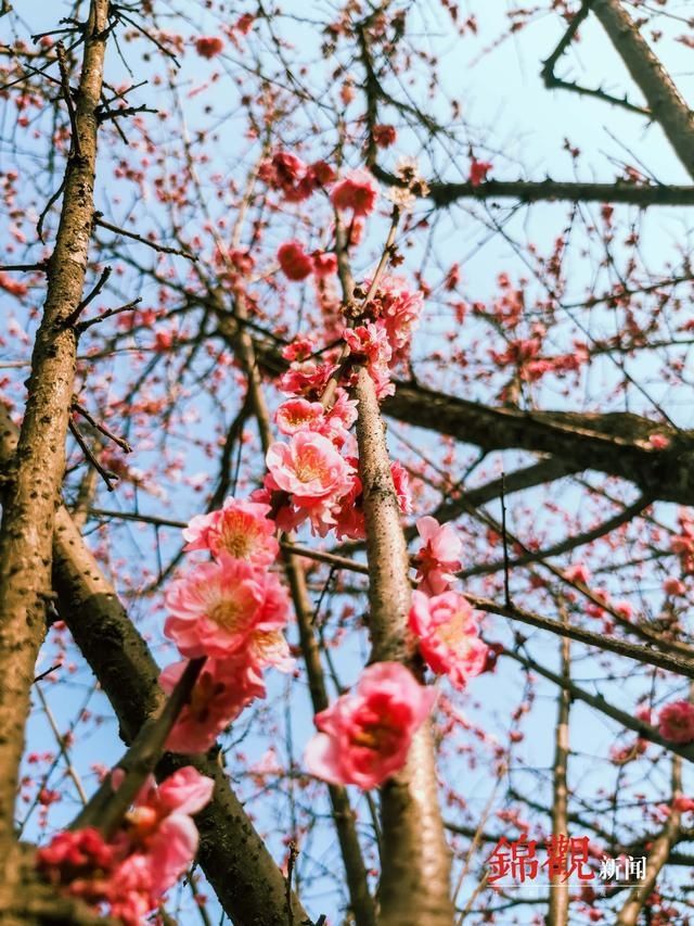 花开天府，春节赏花看过来