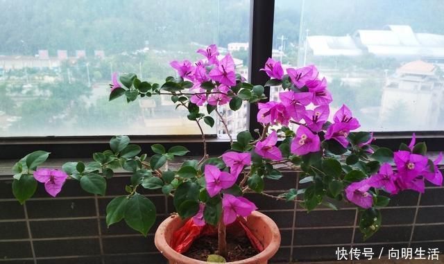 枝繁叶茂|什么啤酒水、淘米水都不如一种水,比花肥还管用,养啥花都爆盆