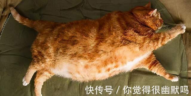 代谢率|艾绮身材管理：减了这么多年的肥，您真的了解肥胖的来源吗？