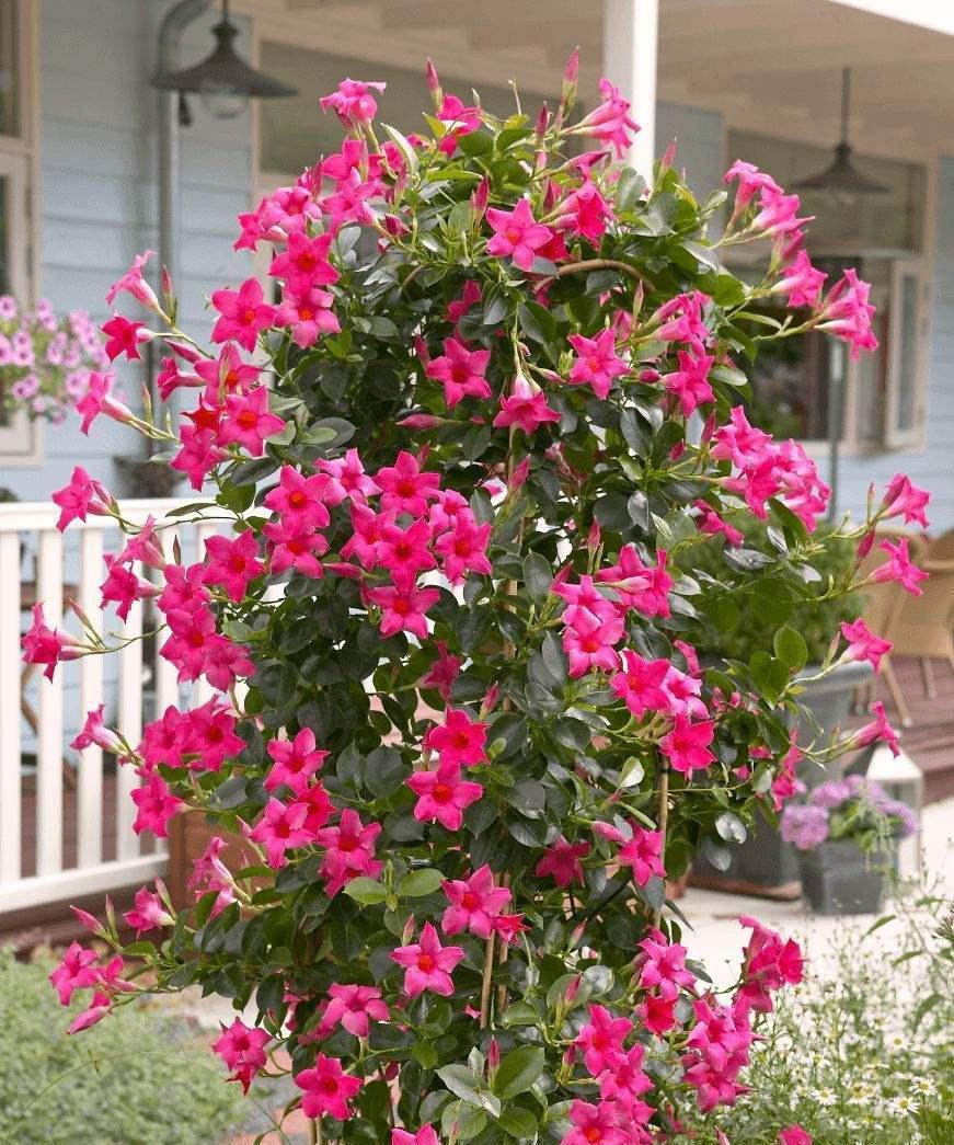 4种“泼辣花”,要用大盆养,开花多到炸,小盆养,越养越差