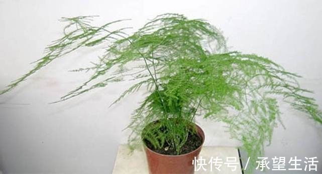 这几种花卉养家里吸毒气,轻松好心情,让你健康长寿