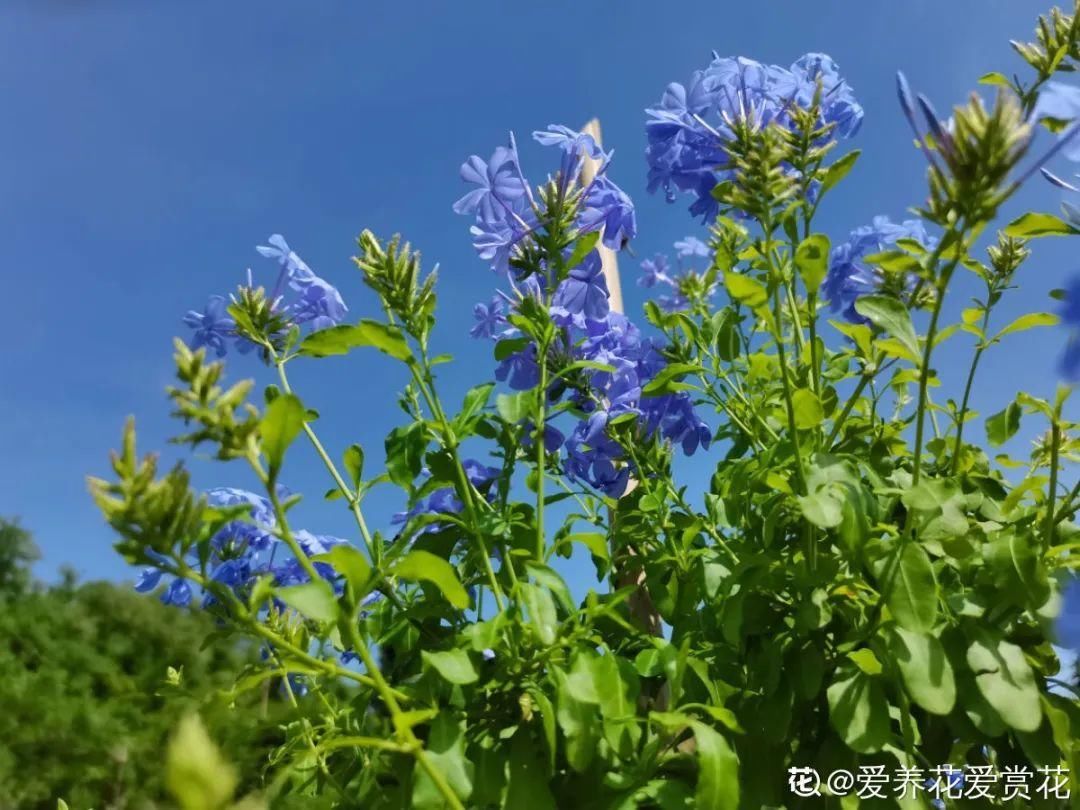 棒棒糖|从养花大神家，偷来3个爆花技巧，快学，24小时后删