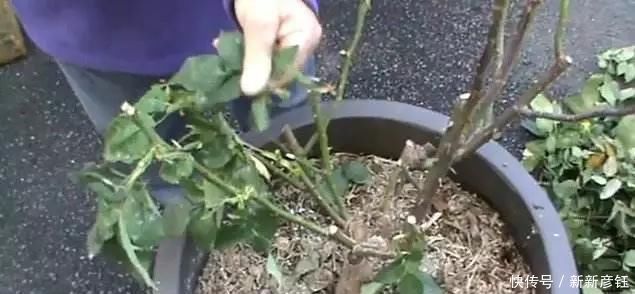 这16种花冬天越浇越死,3个月不管,反而长高个