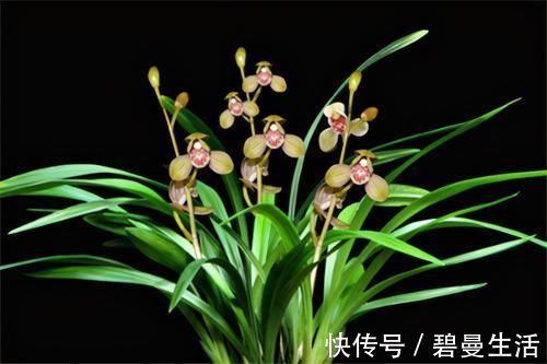 兰花|冬天养兰花,要正确浇水,小心伤了“根本”,花期不开花