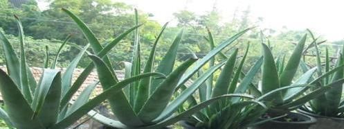 养花|人养花,花养人,常见在家里养以下4盆植物,更有益于身心健康