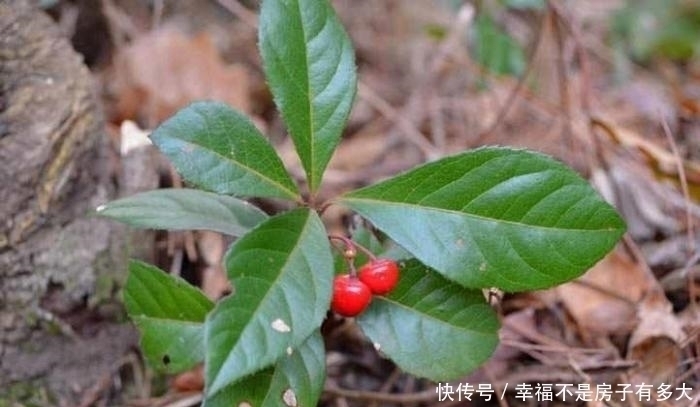 这东西,俗称“矮地茶”,南方很常见,遇到请重视