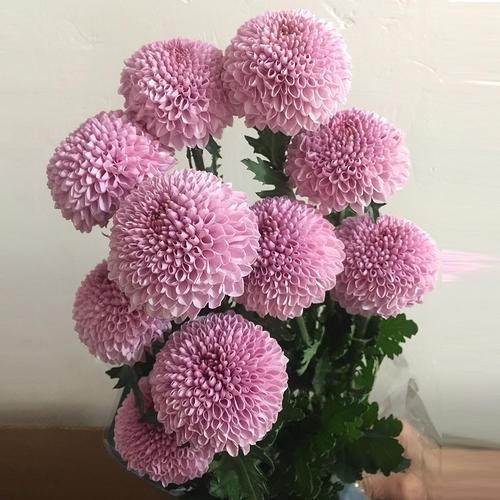 花卉|此花“圆滚滚”,寓意爱情美满,家养一盆,年年赏花不停歇!