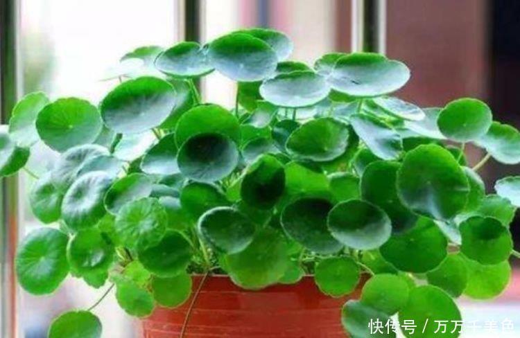 家养|家养4种花,个个都是财神爷,几个月不浇水,照样长得旺