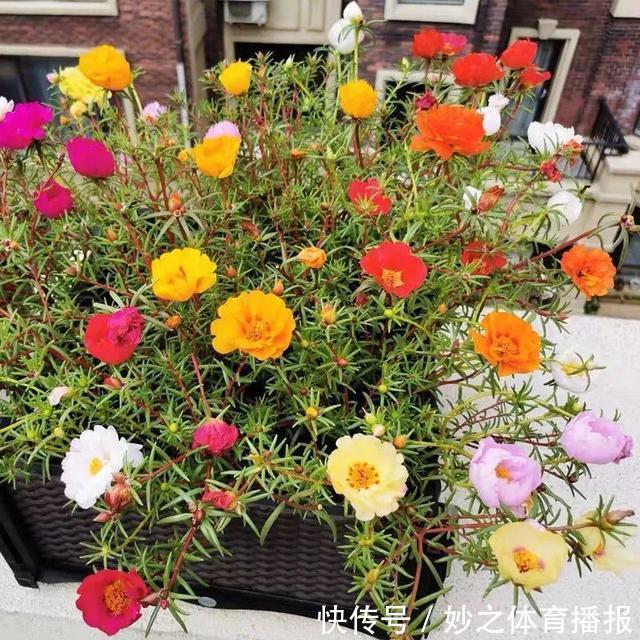 最爱晒太阳的8种花,越晒开花越多,阳台养几盆,开花成海