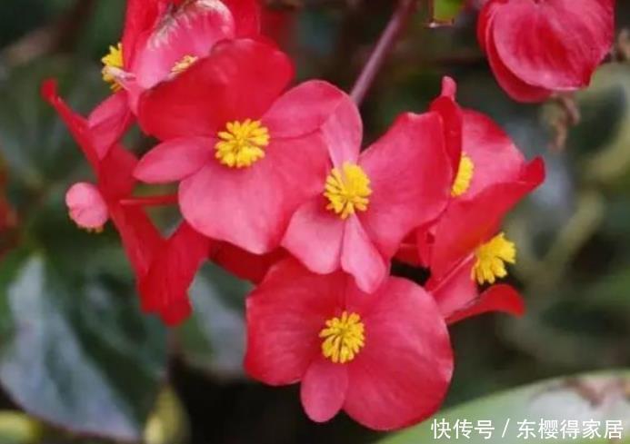 4种花美的出奇,不仅花好看,名字也好听,颜值高又好养