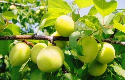 青梅|女性不想老，多吃三物，美容养颜，滋补身体，提高免疫力