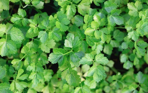 肉丝|此物全身都是宝,特别是叶子,拿来泡水喝,助睡眠,清理血管毒素