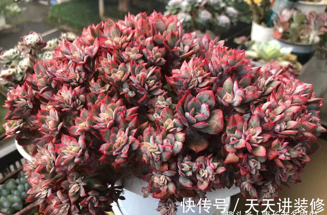 懂得|养多肉并非一定要用专用土,只要懂得配土我们自己DIY也是可以的