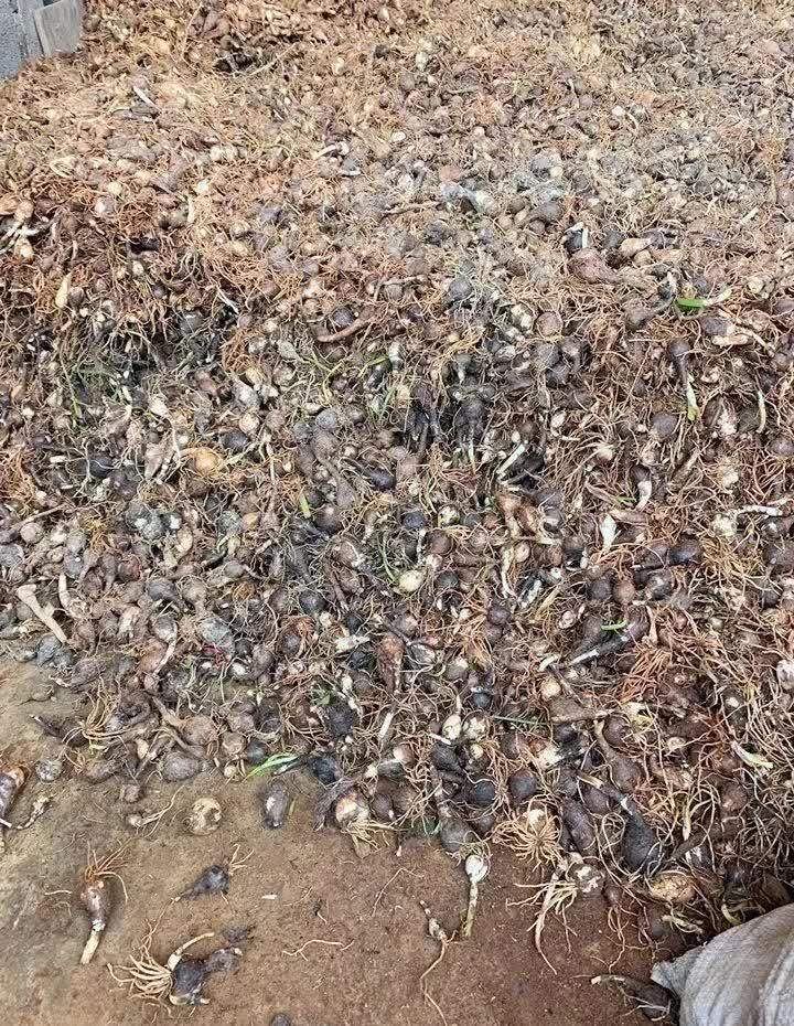 风雨兰太皮实，暴晒淋大雨，反而疯狂开花