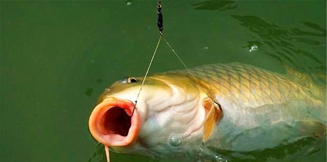 为什么说野钓就要钓钝,这几个原因告诉你,钓钝到底有多实用