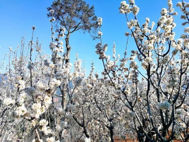 新平平甸：百亩樱花怒放“花田喜事”