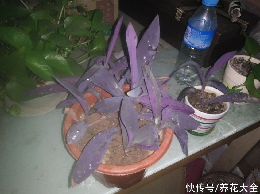 紫竹梅紫得高贵,忽略一件事,叶子变成“丑陋绿”,太难看