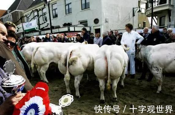 蓝牛|筋肉牛，折耳猫，茶杯犬，这些动物是如何被＂人造＂出来的？