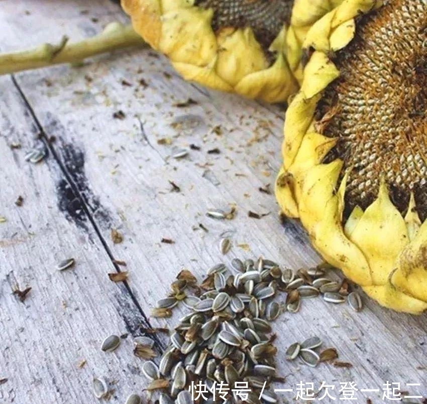 植株生长怕烂根，在盆底垫上这些东西，我们还要注意什么？