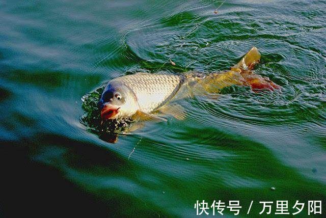野钓|钓鱼高手教你轻松破解野钓时有鱼无口的四招方法,让你不再做空军