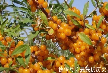 泡水|咳嗽久咳不愈,莫慌!不妨试试用此果泡水,止咳化痰,早知早受益