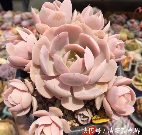 花盆|在家养多肉，学好这些技巧，花盆都长满！