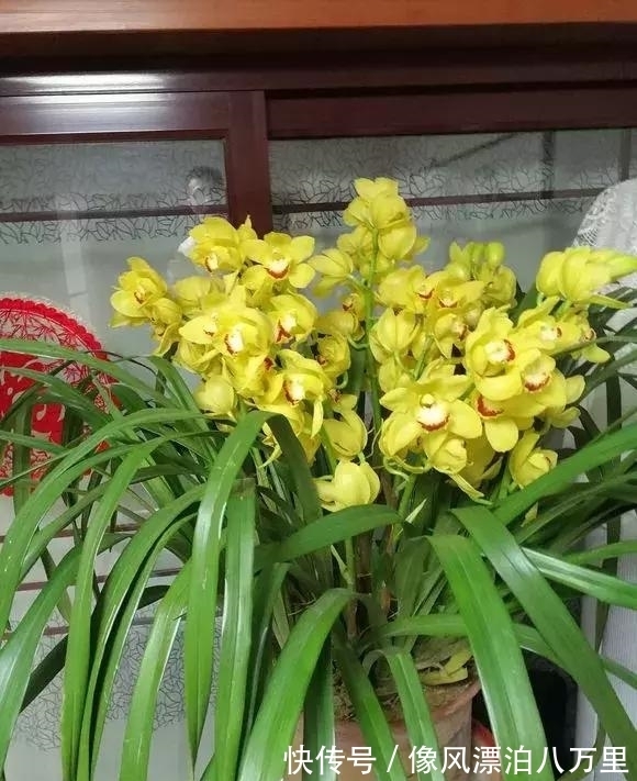 花姿|6种兰花爱开花,一开就变成“花瀑布”,太美了!