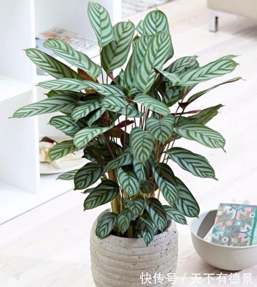 养花|客厅摆上3种花,净化空气上档次,提高了家居品味,值得拥有