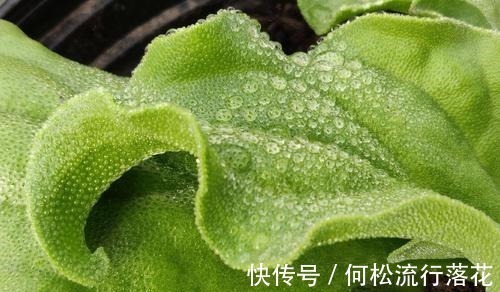 在非洲被当肥皂用,引进我国却成“高档菜”,自带盐味,一起看看!