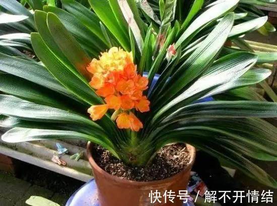 亲爱的|为什么君子兰老不开花只需用这水一浇,花大色艳疯长到爆盆!