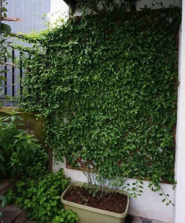 7种花要慎养,房前屋后都爬满,邻居有意见!