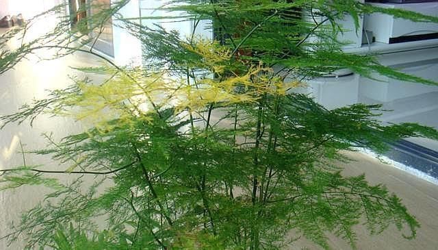 文竹“黄叶”不好养注意这几点,养成“盆景”很简单